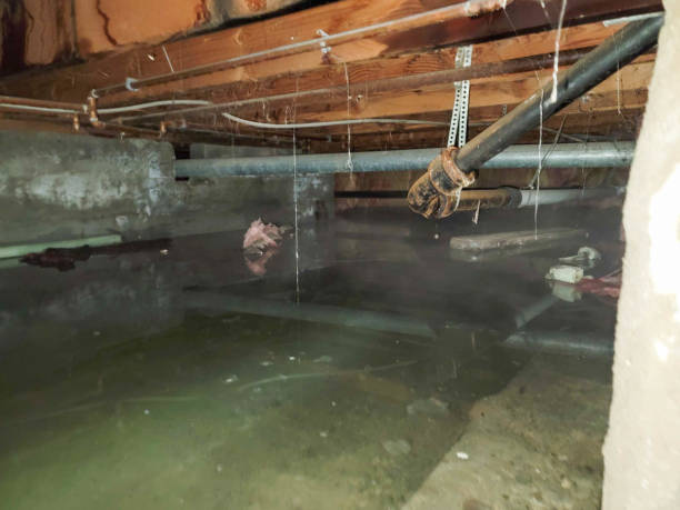 Best Carpet water damage restoration  in Newington, VA